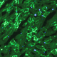 Illustration for article titled First Successful Gene-Editing in Live Mammals Brings Us Closer to Human Treatments
